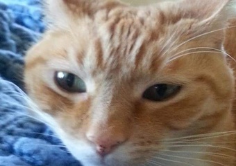 veterinarian in taos new mexico