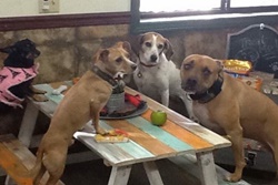 le paw spa and mobile grooming for cats and dogs, pet friendly boarding and grooming in ft lauderdale florida